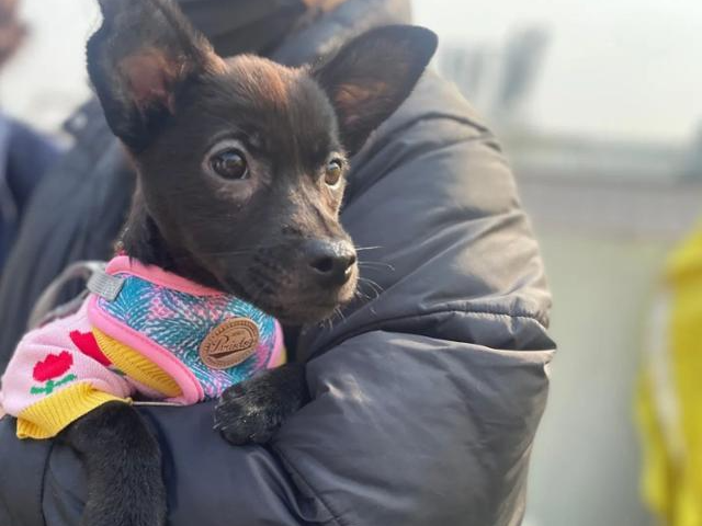 라온이는 흑염소같이 까만 털에 쫑긋 선 귀가 너무 매력적이다. 유기동물행복찾는사람들 제공