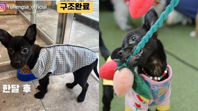 라온이는 장난감을 좋아하고 다른 개, 고양이 친구들과도 잘 지낸다. 유기동물행복찾는사람들 제공