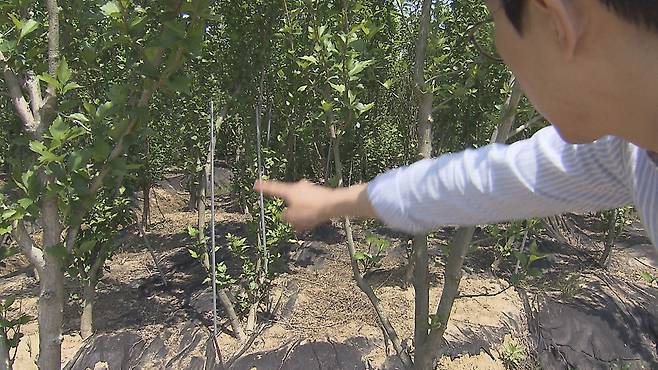 나무 사이 간격이 1미터도 되지 않는다.