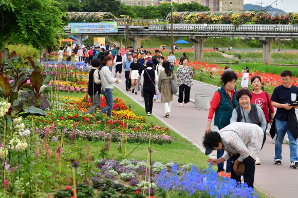 장성 황룡강 홍길동무 꽃길축제가 개막 이틀간 7만 5000명이 다녀갈 정도로 인기몰이를 하고 있다.