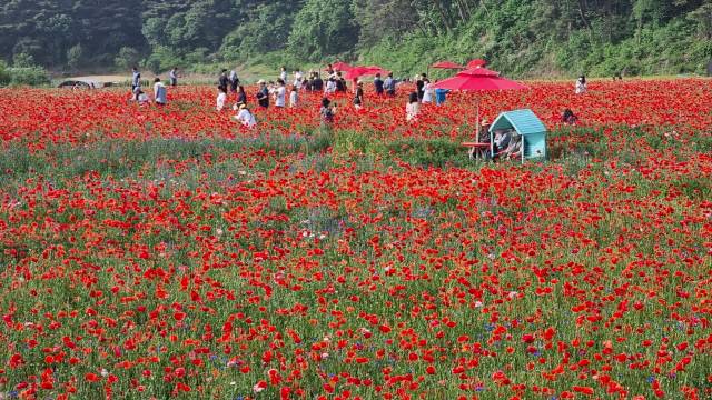 ▲ 제16회 용수골꽃양귀비축제가 열리고 있는 지난 주말 3만3000㎡ 규모의 꽃밭에 붉은 꽃양귀비는 물론 캘리포니아 양귀비, 수레국화, 알리움 등 다양한 꽃이 만개해 장관을 이루고 있다.