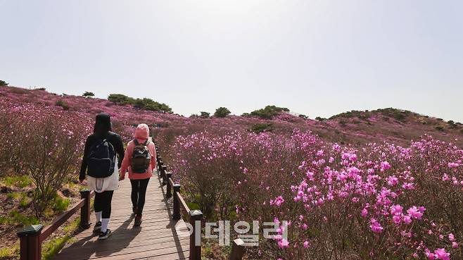 대견사를 품은 비슬산의 참꽃군락지