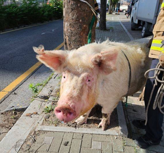 23일 오전 7시 46분경 대구 북구 매천동 매천대교 인근 도로에서 돼지 1마리가 트럭에서 떨어져 구조당국이 현장에 출동, 포획해 지게차로 차량에 실었다.(대구소방안전본부 제공) 2023.5.23/뉴스1