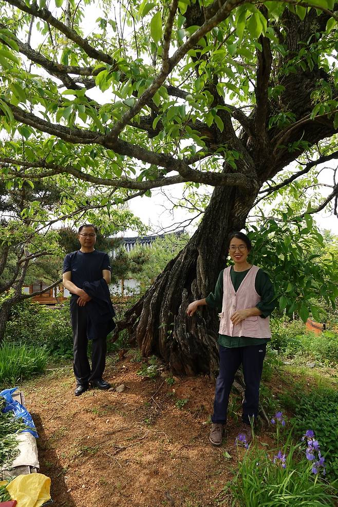 영암 모정마을 ‘벼락 맞은 이팝나무’ 옆에 김창오 행복마을추진위원장과 아내인 김인순 부녀회장이 서 있다. 김양진 기자