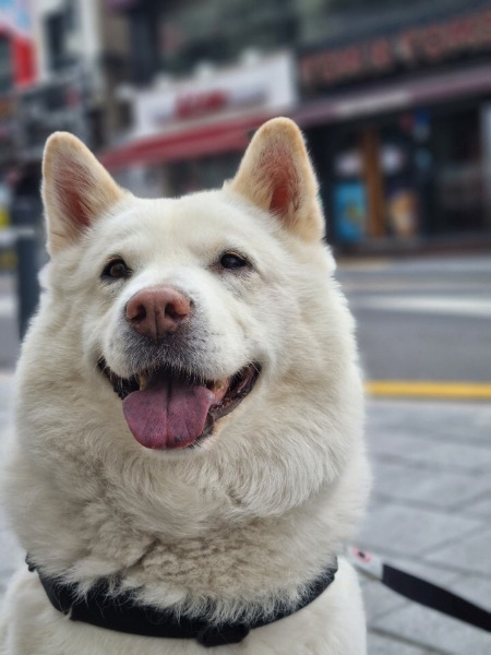 카메라는 보굠이를 향하고, 보굠이 눈빛은 누군가를 향했을 것이고. 그게 누구인지 표정만 보아도 훤히 알 수 있다. 웃고 있으므로./사진=보굠이 보호자님