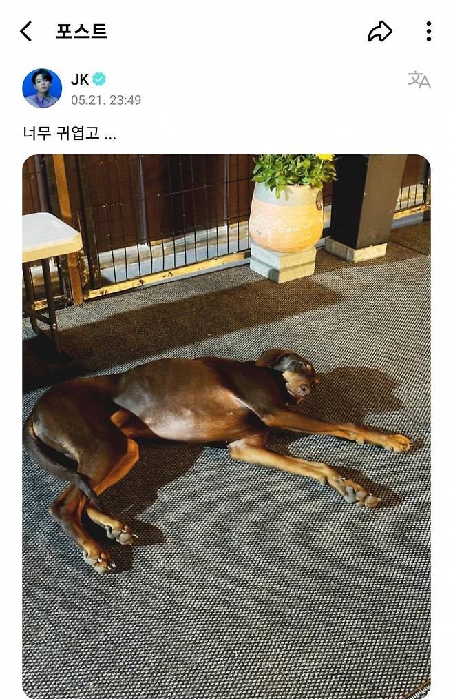 "너무 귀엽고.." 방탄소년단 정국 반려견 '전밤' 공개에 전 세계 '들썩'