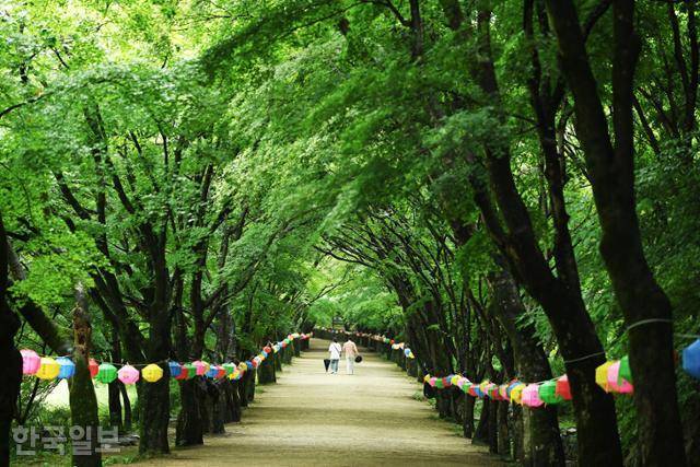 내장사 일주문에서 경내로 이어지는 108단풍터널길에도 녹음이 가득하다.