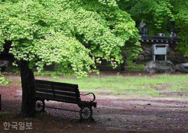 내장사 경내의 단풍나무와 벤치.