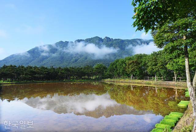 내장산단풍생태공원과 연결된 논에 안개에 휩싸인 서래봉이 비치고 있다.