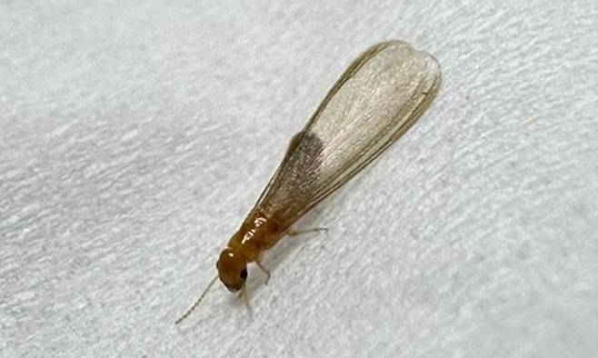 최근 서울 강남 주택에서 발견된 흰개미 모습. 연합뉴스