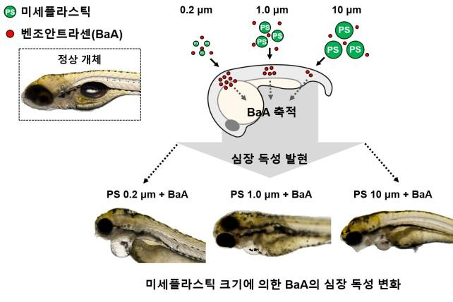 미세플라스틱에 의한 BaA 축적 및 심장 독성 효과를 유도하는 과정 모식도 [한국생명공학연구원 제공. 재판매 및 DB 금지]