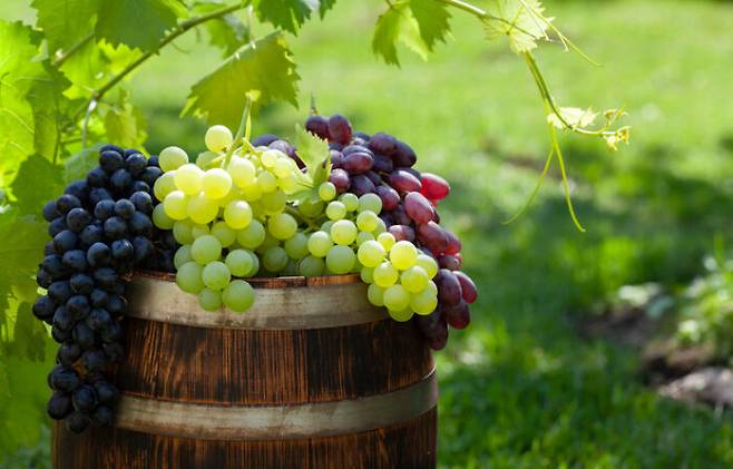 포도는 혈당지수가 낮은 편이다. 당뇨병 환자도 큰 걱정 없이 소량 먹을 수 있다. [사진=게티이미지뱅크]