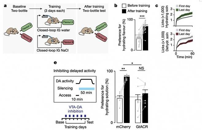 수분 흡수에 따른 도파민 분비가 기억 형성을 촉진함. a, b. 중립적인 서로 다른 맛의 액체와 수분 흡수, 탈수를 각각 연동하여 수분 흡수와 연동된 맛을 선호하는 기억이 형성된 결과 e. 위에 수분이 흡수되는 동안 복측피개영역(VTA) 내 도파민 신경세포의 활성을 광유전학적 기법을 통해 억제하게 되면 수분 흡수에 의해 도파민 분비가 감소하고 따라서 수분 만족감과 연동된 맛에 대한 기억이 사라짐