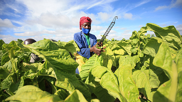 아프리카 짐바브웨의 담배재배 농가 [사진 제공: 연합뉴스]
