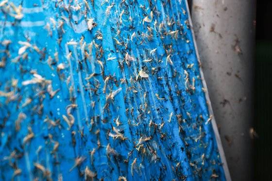 불빛에 모여든 동양하루살이의 모습. [사진 남양주시]