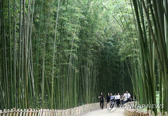 태화강 국가정원 십리대숲 [연합뉴스 자료사진]
