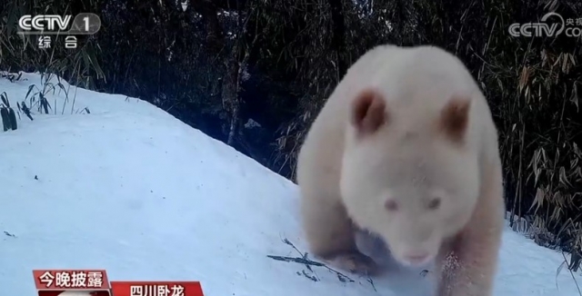 눈이 붉고 몸이 하얀 백색증 대왕 판다가 눈밭을 어슬렁거리고 있다. 중국 관영 중국중앙TV(CCTV) 방송 캡처