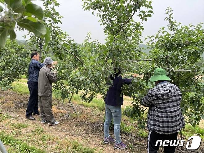 충북 보은군이 투입한 베트남에서 온 공공형 외국인 계절근로자들이 한 농가에서 일손돕기를 하고 있다. /뉴스1