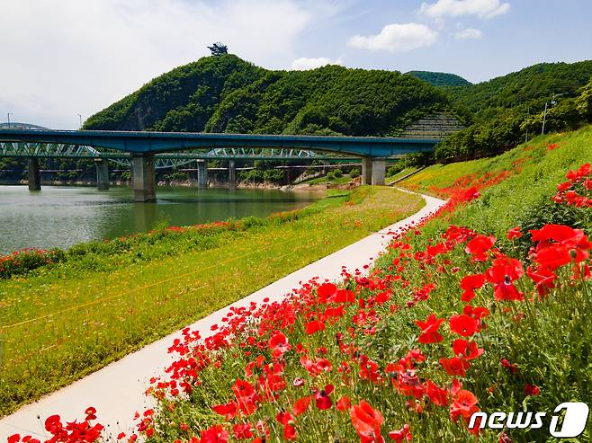 단양군 상진리 단양강 수변에 조성한 야생화 식생대에 꽃들이 만발해 눈길을 끌고  있다.