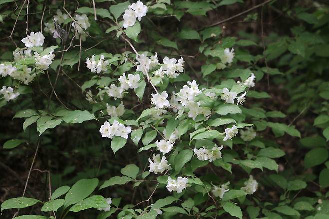 소백산 고광나무.