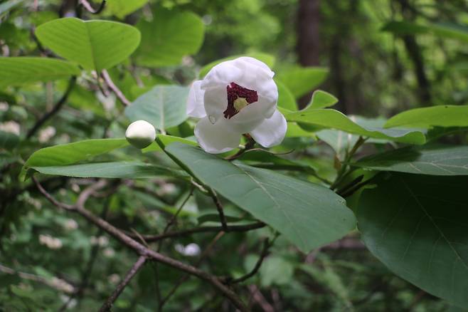 소백산 함박꽃나무.
