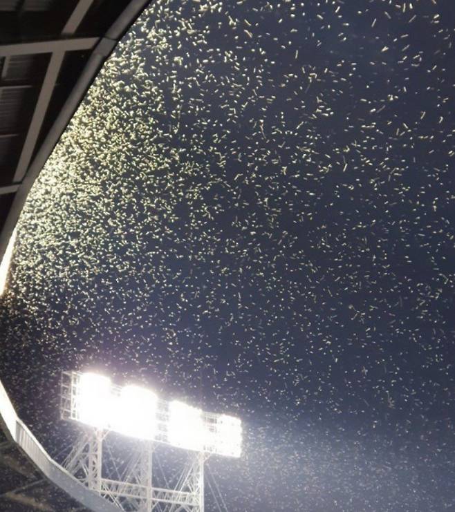 잠실야구장 하늘을 뒤덮은 동양하루살이 떼. (인터넷 커뮤니티 캡처)