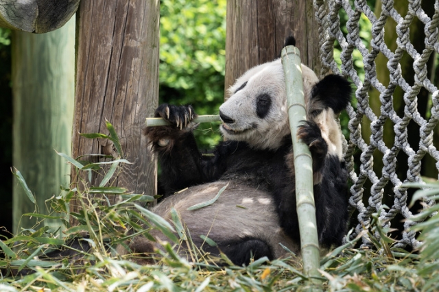 중국 자이언트 판다 '야야'가 지난달 25일 미국 테네시주 멤피스 동물원에서 대나무를 먹고 있는 모습. 중국 네티즌들은 야야가 털이 빠지고 수척해졌다며 동물원 측이 관리를 소홀히 했다고 비판했다. 신화통신 홈페이지