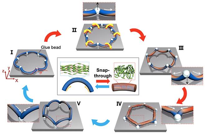 [부산=뉴시스] loop 형태로 연결된 액정 엘라스토머 필라멘트 구조의 자기조절 구동을 나타낸 그림. (그림=부경대 제공) *재판매 및 DB 금지