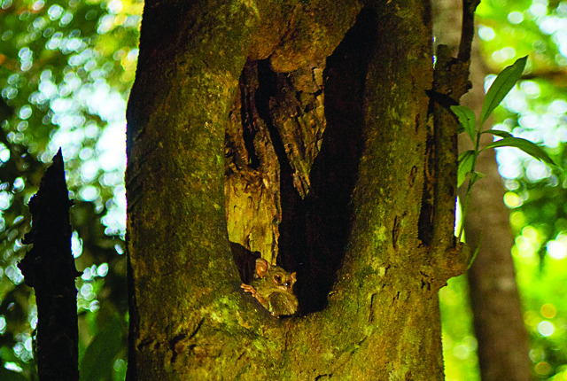 생태계의 보고 탕코코 국립공원 안경원숭이.