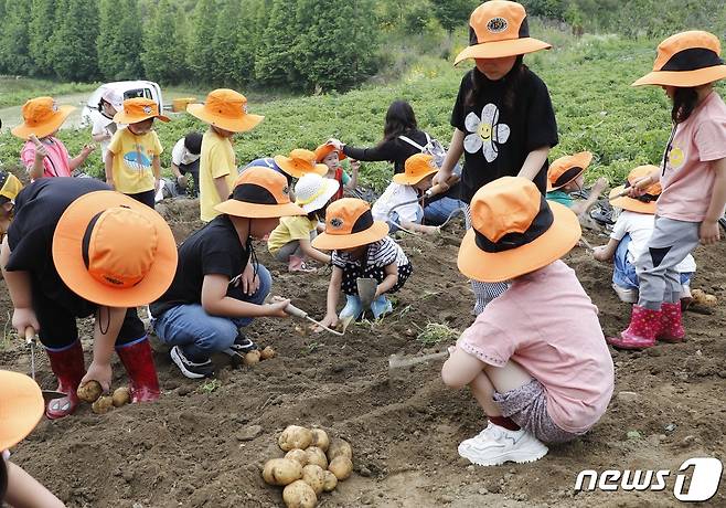 충북 괴산군 감물감자축제 감자캐기 체험행사.(괴산군 제공)/뉴스1