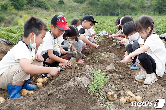 충북 괴산군 감물감자축제 감자캐기 체험행사.(괴산군 제공)/뉴스1