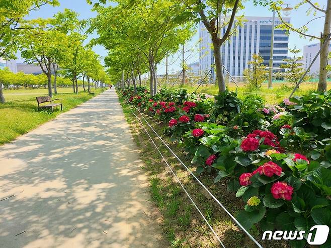 부산 영도구 아미르공원 수국. (산림청 제공)/뉴스1