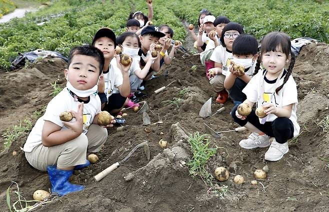 [괴산=뉴시스] 강신욱 기자 = 17일 충북 괴산군 감물면에서 개막한 11회 감물감자축제 감자 캐기 체험장에서 어린이집 원아들이 직접 캔 감자를 들어보이고 있다. (사진=괴산군 제공) 2022.06.17. photo@newsis.com *재판매 및 DB 금지