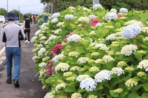 31일  제주 서귀포시 안덕면사무소 앞 도로에 수국이 피어 오가는 이들의 눈길을 사로잡고 있다.  연합뉴스