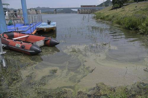 5월 24일 경남 합천창녕보 어부선착장에서 발견된 녹조띠. [낙동강네트워크 제공. 재판매 및 DB 금지]