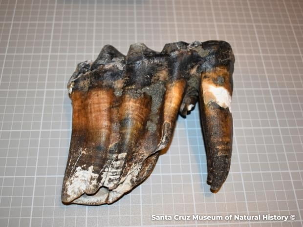 30.4㎝ 크기의 매머드 이빨 / 산타크루스 자연사박물관 홈페이지