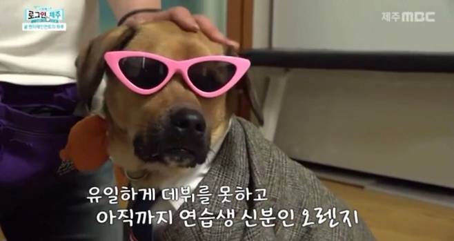 제주MBC <로그인 제주>에 소개된 귤엔터 마지막 연습생 오렌지. 다회의 촬영 경력으로 노련함을 보여줘 촬영팀 모두가 극찬을 아끼지 않았다.