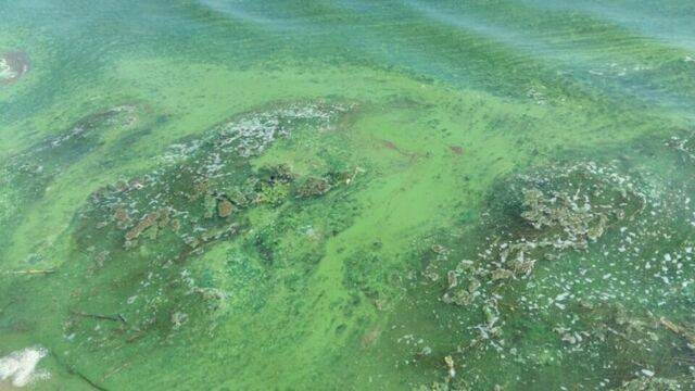 낙동강에 나타난 녹조띠. 환경운동연합 제공
