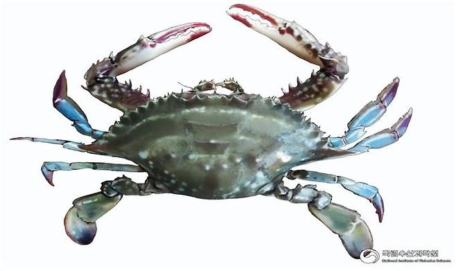 꽃게 / 사진 = 해양수산부