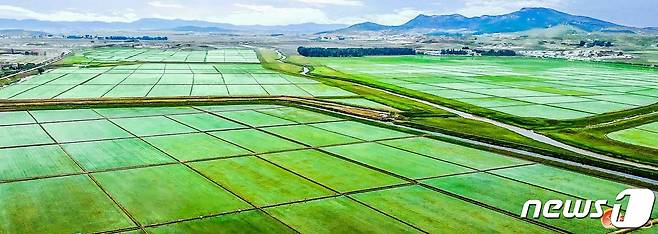 (평양 노동신문=뉴스1) = 북한 노동당 기관지 노동신문은 3일 "올해 알곡 생산 목표를 무조건 점령하기 위한 전 인민적 투쟁 기세가 고조된 속에 전국적으로 기본면적의 모내기가 끝났다"라고 보도했다. [국내에서만 사용가능. 재배포 금지. DB 금지. For Use Only in the Republic of Korea. Redistribution Prohibited] rodongphoto@news1.kr