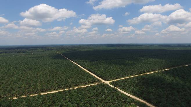 LX인터내셔널의 인도네시아 팜농장 남부 모습. [LX인터내셔널 제공]