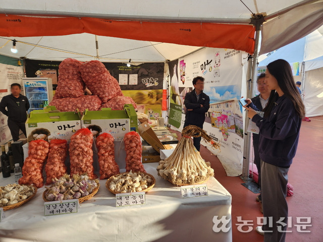 ‘제9회 대정암반수 마농박람회’ 현장에 마련된 제주 서귀포 대정농협 마늘홍보관에서 방문객이 마늘을 둘러보고 있다.