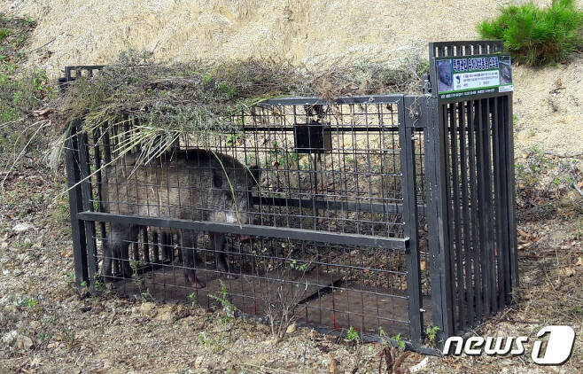 포획된 멧돼지(뉴스1 자료사진) /ⓒ News1 홍성우 기자