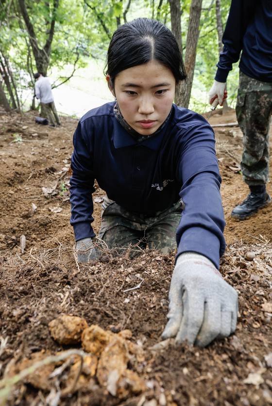 지난달 31일 오후 강원도 철원군 근남면 734고지에서 벌어진 유해 발굴 작전 중 육군 제15사단 50여단 2대대 강예린 중사가 박겨포탄 파편과 M1 소총 탄두를 수습하고 있따. 최기웅 기자