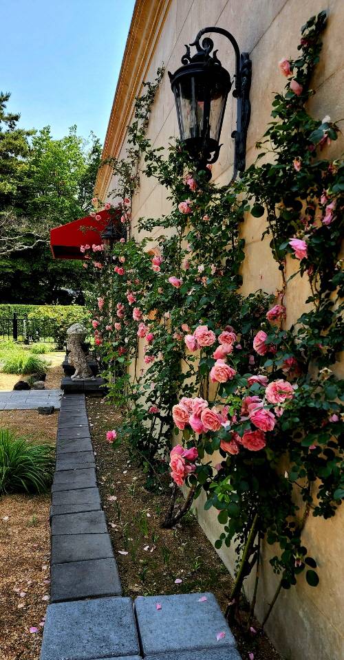 경기 남양주 한강변 프라움악기박물관 건물 외벽에 핀 넝쿨장미. 2022년 6월12일