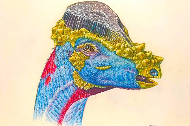 연구 결과를 토대로 복원한 플라티소루스 클레멘시(Platytholus clemensi)의 머리. / 그림=잭 호너