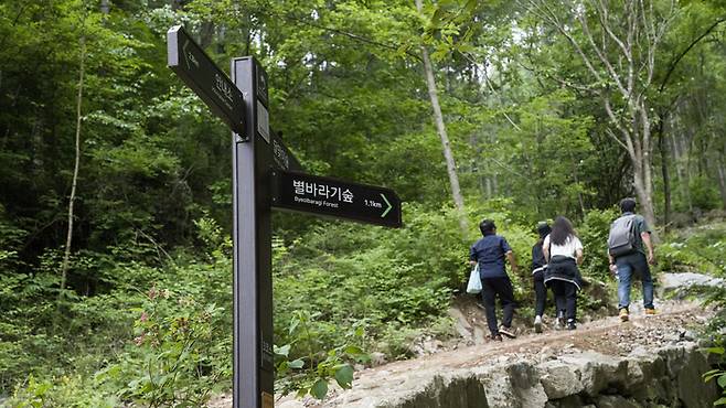 자작나무숲을 탐방하는 사람들. 사진제공|권지영(여행작가)