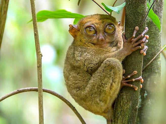 탕코코 국립공원에 서식하는 안경원숭이. /사진=인도네시아 관광청 홈페이지
