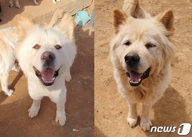 동물권단체 하이가 구조해 보호 중인 마당개의 현재 모습(하이 제공) /뉴스1