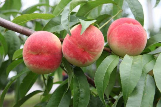 하늘작 복숭아. 사진=충주시 제공